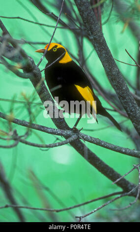 Homme OISEAU REGENT, Parc National de Lamington, QUEENSLAND Banque D'Images