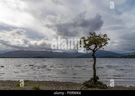 Lui n'a arbre au milieu des eaux calmes de la baie d'milarrochy ecosse Loch Lomond Banque D'Images