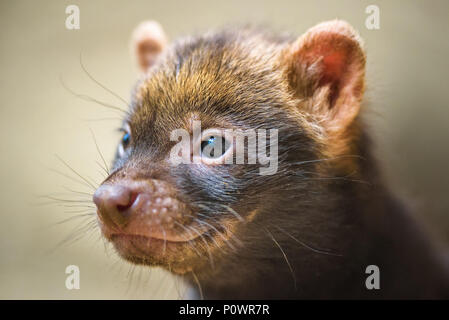 Portrait d'un bush dog puppy Banque D'Images