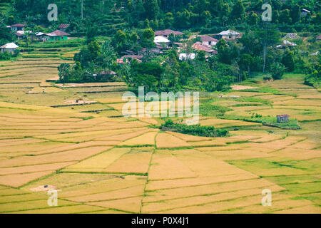 Champs de riz divisé à une toile d'araignée ('lingko') en Cancar Village près de Ruteng, France Regency, île de Flores (Indonésie), Nussa Tenggara Banque D'Images