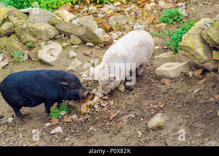 Rose et noir shaggy cochons courir dans la boue, Autriche Banque D'Images