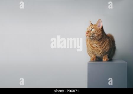 Le gingembre cat assis sur une boîte grise et à la recherche sur le côté - isolé sur backlground gris. Banque D'Images