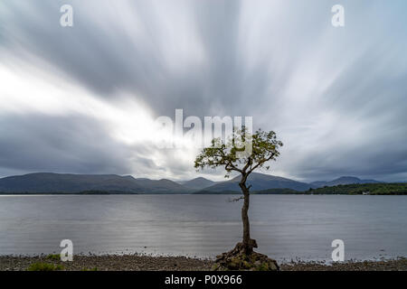 Lui n'a arbre au milieu des eaux calmes de la baie d'milarrochy ecosse Loch Lomond Banque D'Images