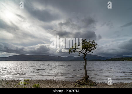 Lui n'a arbre au milieu des eaux calmes de la baie d'milarrochy ecosse Loch Lomond Banque D'Images