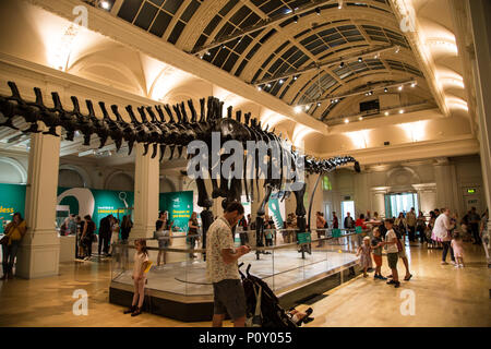 Birmingham, UK. 10 juin 2018. Dippy on Tour est le musée d'Histoire Naturelle est connu comme squelette Diplodocus Dippy il sera à l'affiche du 26 mai au 9 septembre c'est un événement gratuit d'une contravention Banque D'Images