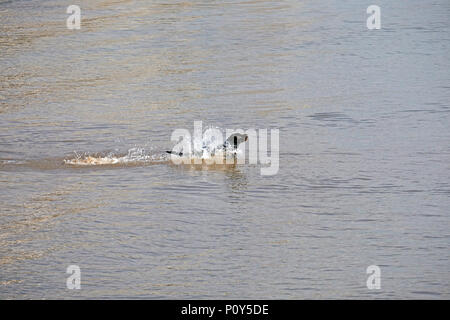 Weston-super-Mare, Royaume-Uni. 10 Juin, 2018. Météo France : un Labrador noir refroidi dans la mer sur un beau dimanche après-midi lorsque la température atteint 72º F. Keith Ramsey/Alamy Live News Banque D'Images