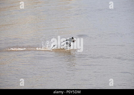 Weston-super-Mare, Royaume-Uni. 10 Juin, 2018. Météo France : un Labrador noir refroidi dans la mer sur un beau dimanche après-midi lorsque la température atteint 72º F. Keith Ramsey/Alamy Live News Banque D'Images