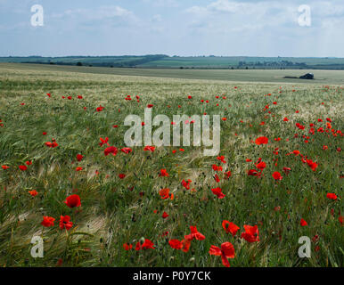 Sixpenny Handley, Dorset, UK. 10 juin 2018. Météo britannique. Ensoleillé et très chaud dans Nord du Dorset au cours de la fin de semaine. Coquelicots rouges parsèment les champs dans le superbe paysage de Dorset. Credit : Celia McMahon/Alamy Live News. Banque D'Images