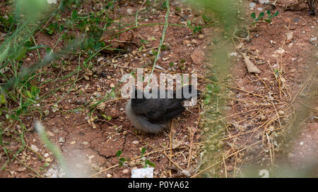 Peu effrayé sparrow cherche refuge Banque D'Images