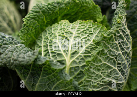 Big Green chou avec premières feuilles détachés comme un chou-fleur Banque D'Images