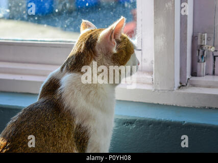 Un chat assis et à la fenêtre de sortie au lever du soleil. Banque D'Images