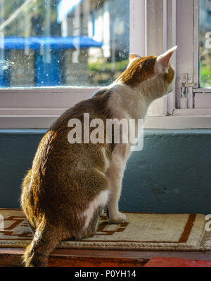 Un chat assis et à la fenêtre de sortie au lever du soleil. Banque D'Images