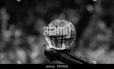 Photo Crystal Ball grossissant en montrant la forêt réfléchies et réfractées image inversée en verre Banque D'Images