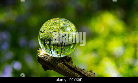 Photo Crystal Ball grossissant en montrant la forêt réfléchies et réfractées image inversée en verre Banque D'Images