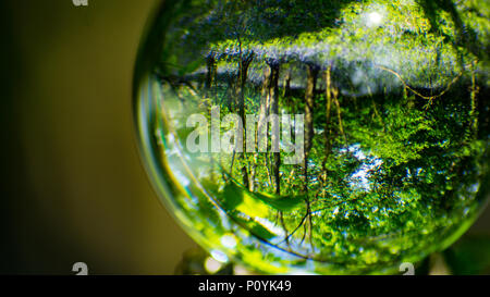 Photo Crystal Ball grossissant en montrant la forêt réfléchies et réfractées image inversée en verre Banque D'Images