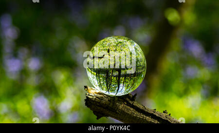 Photo Crystal Ball grossissant en montrant la forêt réfléchies et réfractées image inversée en verre Banque D'Images