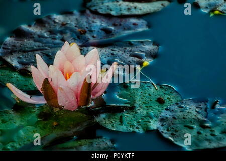 Nénuphar rose, connu aussi comme fleur de lotus du genre Nymphaea, famille Nymphaeaceae. Banque D'Images