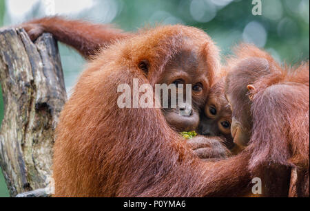 Les orangs-outans de Bornéo au zoo de Singapour, Singapour Banque D'Images