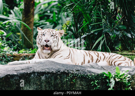 Tigre du Bengale au zoo de Singapour à Singapour. Banque D'Images