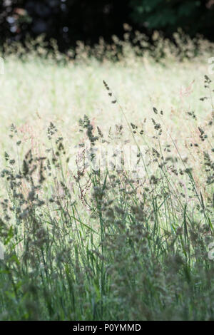 Les herbes d'été vu en silhouette contre l'été ensoleillé longues herbes de prairie. Les Herbes folles en pleine croissance. Métaphore 'Into the Long Grass'. Résumé de l'herbe. Banque D'Images