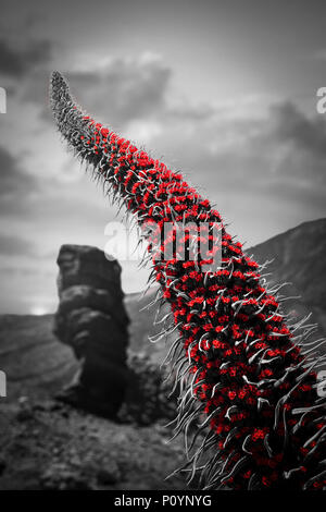 Echium wildpretii .célèbre doigt de Dieu rock dans le parc national du Teide. photo en noir et blanc avec la couleur rouge. Banque D'Images