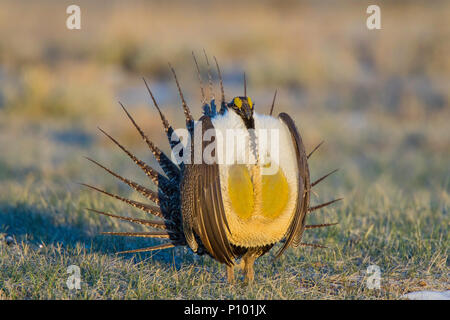 Tétras des armoises Centrocercus urophasianus au SE de Walden, Colorado, United States 22 avril 2018 mâles adultes Phasianidae Banque D'Images