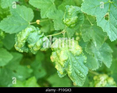 Les feuilles malades de cassis de tiques. Bush groseillier rouge frappé par la maladie. Les raisins sont infectés par des pucerons Gaulois Banque D'Images