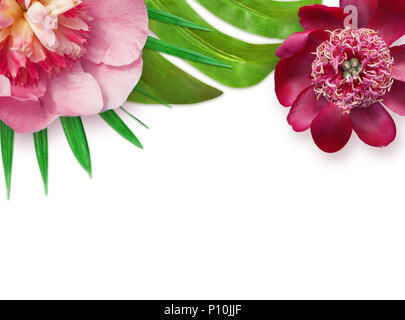 Différentes fleurs rouge Vue de dessus la tête isolé sur fond blanc Banque D'Images