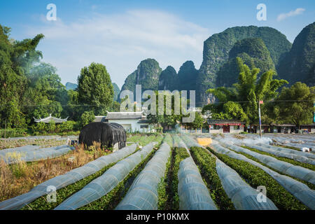 Paysage panoramique été ensoleillé au comté de Yangshuo de Guilin, Chine. Banque D'Images