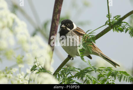 Un homme magnifique (Emberiza schoeniclus Reed) perché sur une usine de la pruche. Banque D'Images