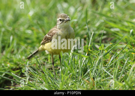Une jolie femme la bergeronnette printanière (Motacilla flava) la chasse aux insectes dans un pré herbeux. Banque D'Images