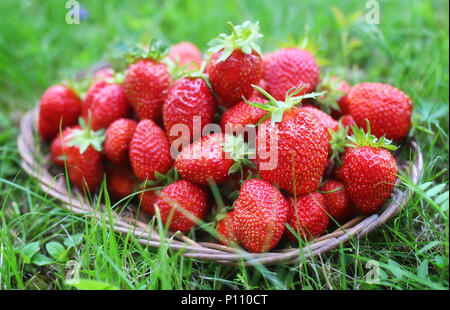 Délicieux et frais mûrs fraises parfumées dans un panier en osier de branche Banque D'Images