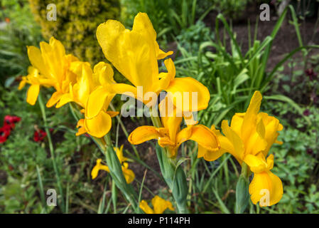 Iridaceae Iris pseudacorus iris jaune drapeau jaune Banque D'Images