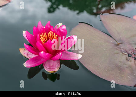 Nénuphar pourpre sur l'étang.Nymphaeaceae Banque D'Images