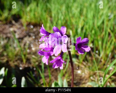 Fleurs rose pourpre de Primula deorum / primrose Rila sur la montagne de Rila en Bulgarie Banque D'Images