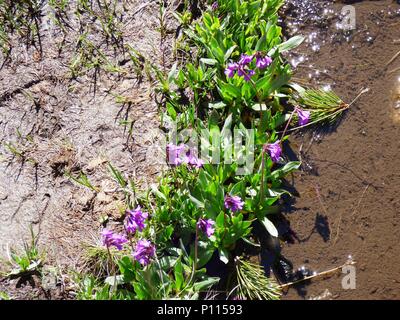 Fleurs rose pourpre de Primula deorum / primrose Rila sur la montagne de Rila en Bulgarie Banque D'Images