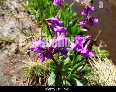 Fleurs rose pourpre de Primula deorum / primrose Rila sur la montagne de Rila en Bulgarie Banque D'Images