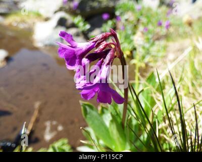 Fleurs rose pourpre de Primula deorum / primrose Rila sur la montagne de Rila en Bulgarie Banque D'Images