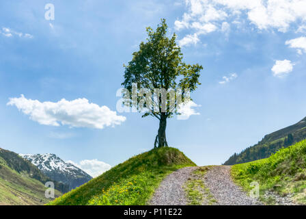 Arbre isolé sur le côté d'un chemin de campagne de gravier avec ciel bleu et paysage de montagne derrière Banque D'Images