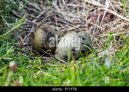 Sterne arctique (Sterna paradisaea) typique de l'embrayage et tacheté de deux œufs camouflés dans le nid, la dépression dans le sol Banque D'Images