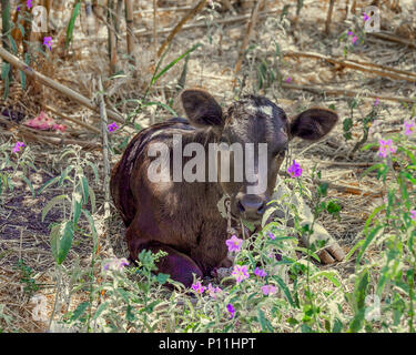 Petit veau couché dans un champ entouré de fleurs d'été .Image Banque D'Images