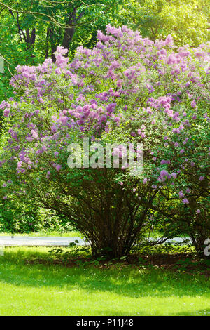 Le lilas ou Syringa vulgaris lilas commun, en fleurs. Fleurs mauve lilas poussant sur des arbustes en fleurs dans le parc. Le printemps dans le jardin. La Pologne. Banque D'Images