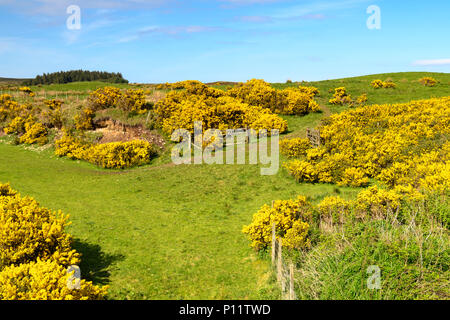 Les buissons d'ajoncs, Ulex europaeus, sur les rives de la rivière Halladale à Sutherland, de l'Écosse. 23 Mai 2018 Banque D'Images