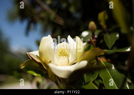 Fraser jaune magnolia (Magnolia fraseri) qui fleurit au printemps à la Nouvelle Orléans, Louisiane. Banque D'Images