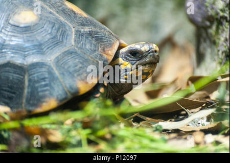 Gros plan d'une tortue sur un étang. Plan Macro sur turtle en marchant sur un cailloux brun dans un étang Banque D'Images