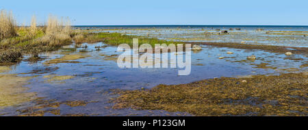 Paysage marin marais vierge avec des flaques d'eau, l'herbe verte, des pierres et du sable à la mer Baltique au printemps Banque D'Images