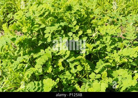 Astragalus glycyphyllos réglisse sauvage () croissant sur une réserve naturelle dans le Herefordshire UK campagne. Mai 2018. Banque D'Images