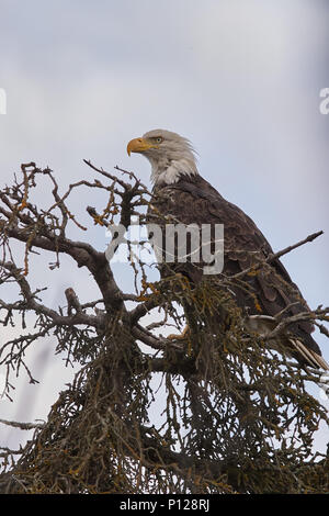 Faible angle de vue latérale d'un angle à tête dans le désert pour se percher sur un arbre sauvage contre ciel nuageux Banque D'Images