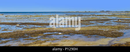 Paysage marin marais vierge avec des flaques d'eau, l'herbe verte, des pierres et du sable à la mer Baltique au printemps Banque D'Images