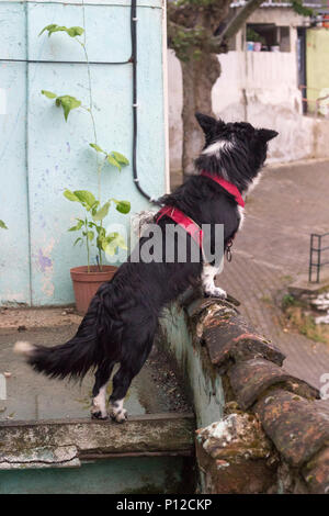 Petit chien noir sur la terrasse de l'immeuble à Izmir en Turquie. Bibelots et mignon. Banque D'Images